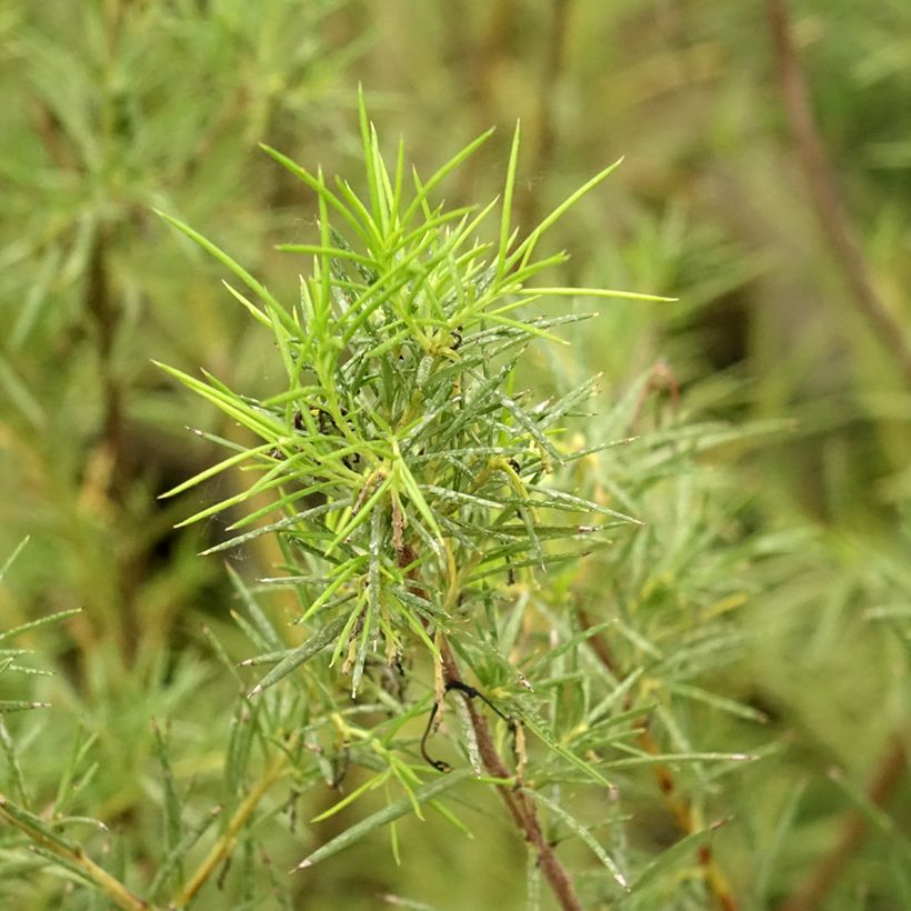 Grevillea gracilis Alba  (Feuillage)