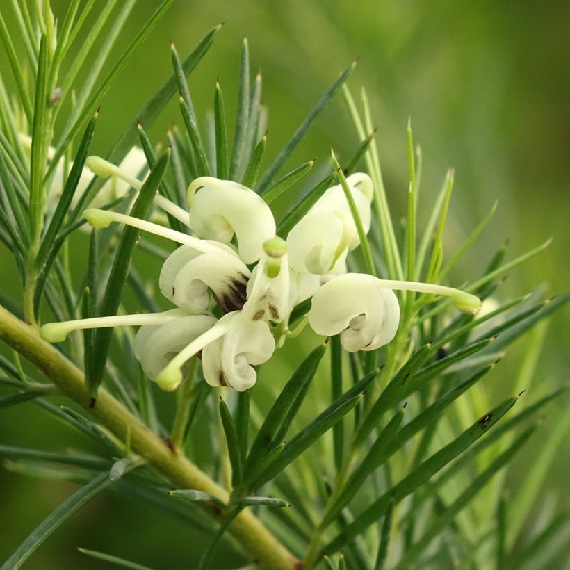 Grevillea gracilis Alba  (Floraison)