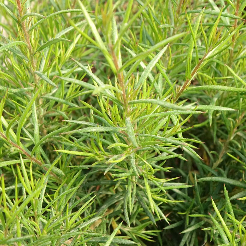 Grevillea gracilis Clearview David (Feuillage)