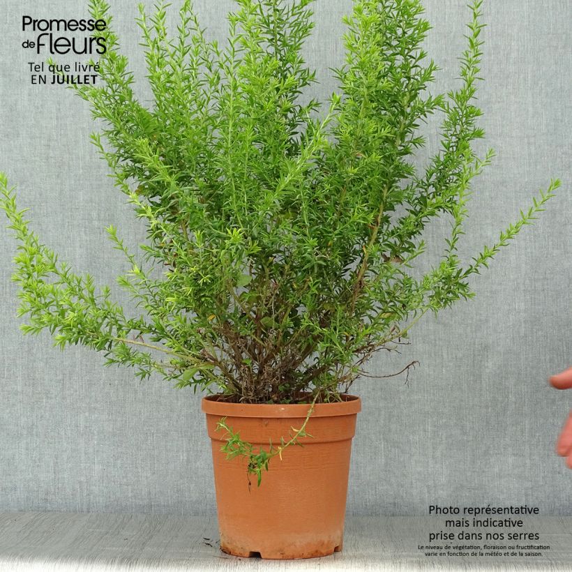 Spécimen de Grevillea gracilis Clearview David Pot de 2L/3L, Buisson, Touffe tel que livré en été