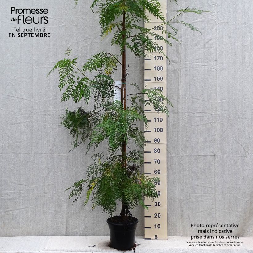Spécimen de Grevillea robusta - Grévillier Pot de 7,5L/10L tel que livré en automne