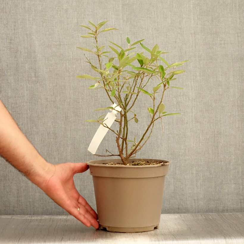 Spécimen de Grevillea victoriae Pot de 4L/5L tel que livré en été