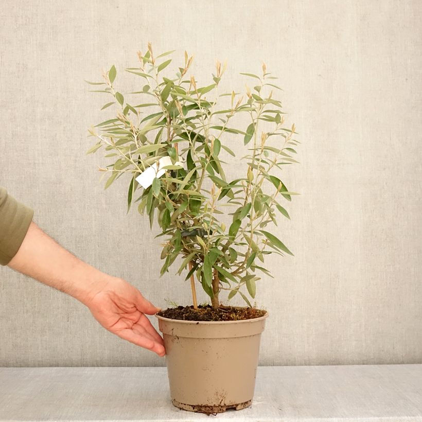 Spécimen de Grevillea victoriae Pot de 4L/5L tel que livré au printemps