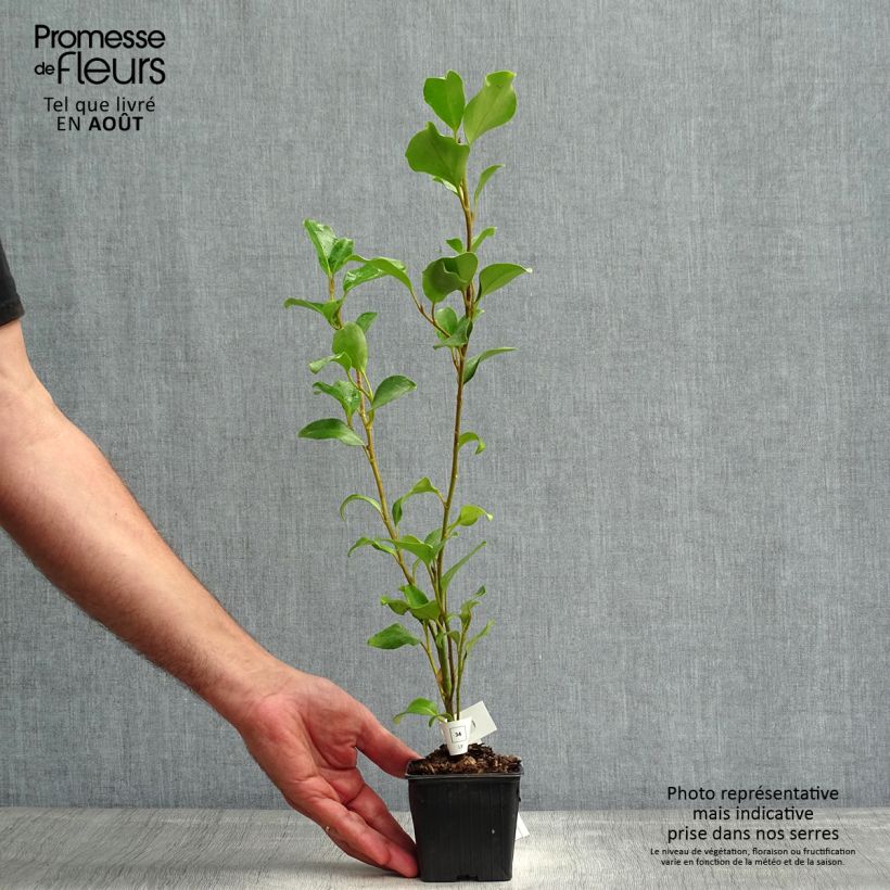 Spécimen de Griselinia lucida - Griselinie luisante Godet de 8/9 cm tel que livré en été