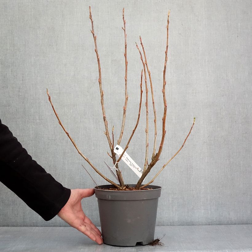 Spécimen de Groseillier à fleurs Pulborough Scarlet - Ribes sanguineum  Pot de 2L/3L tel que livré en hiver