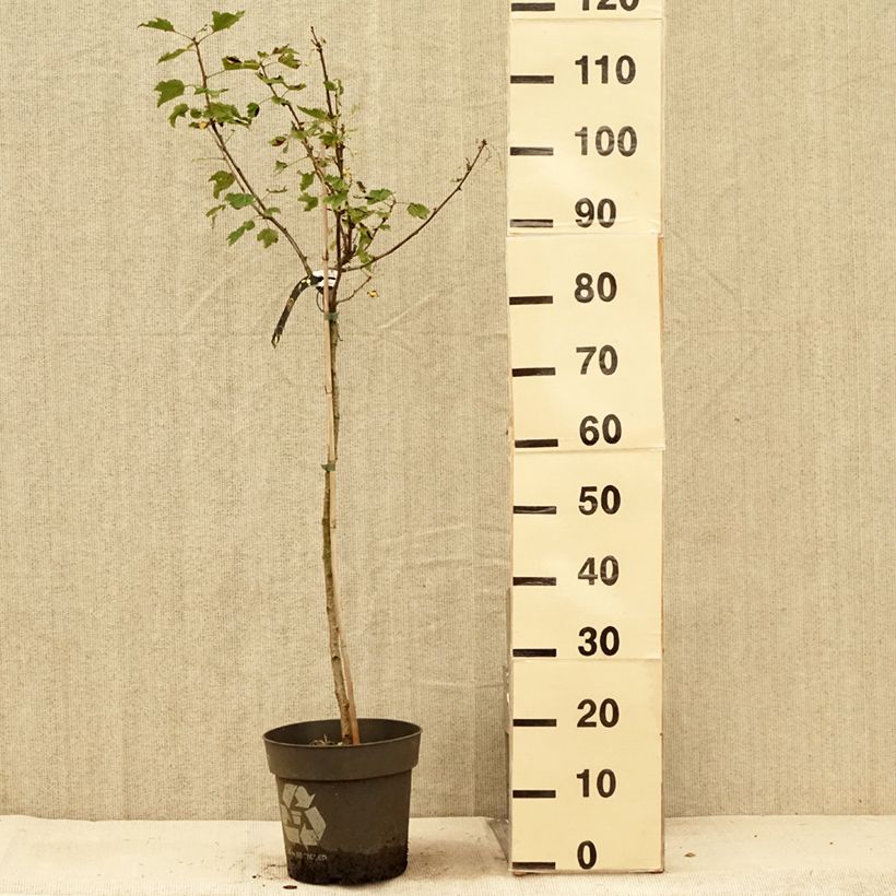 Spécimen de Groseillier à grappes blanches Weisse aus Jüterbog Pot de 6L/7L, Tige, Tige de 40 cm tel que livré en été