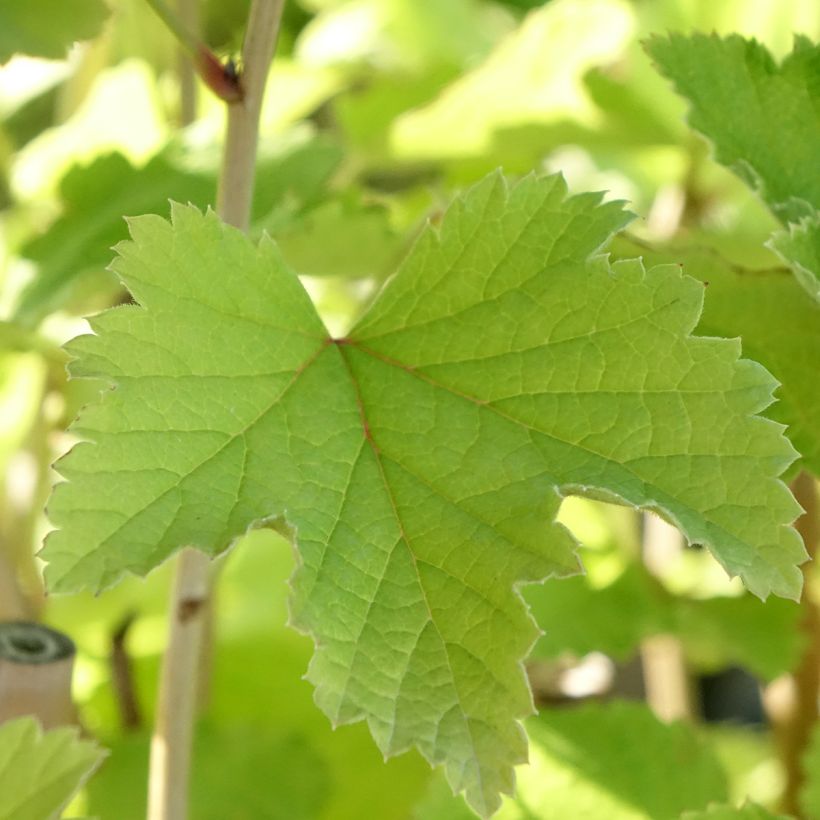 Groseillier à grappes blanches Werdavia - Ribes rubrum (Feuillage)