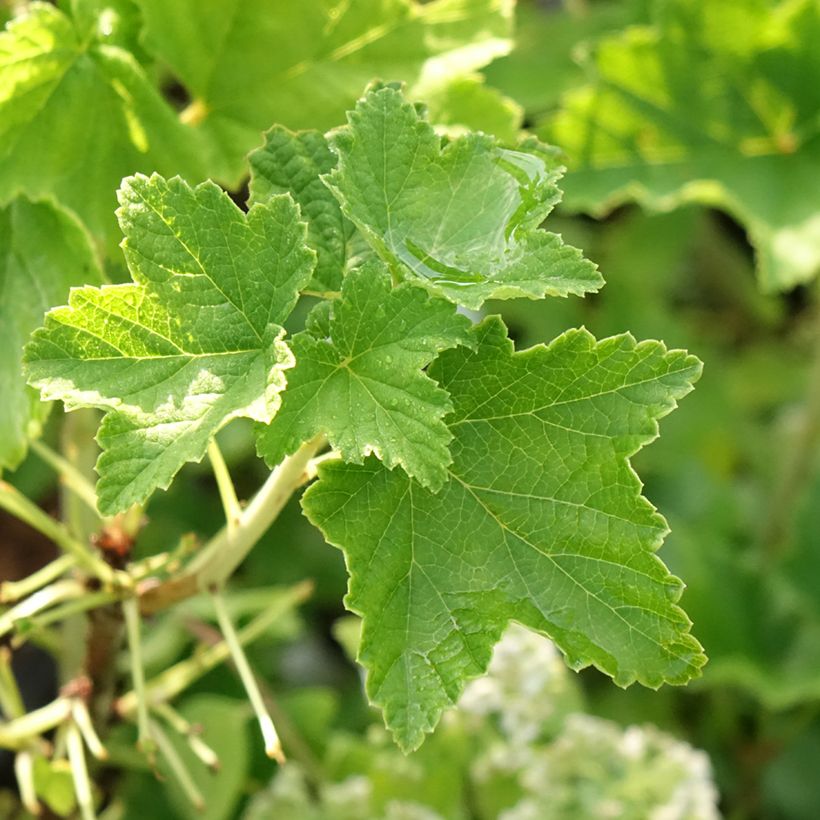 Groseillier à grappes blanches Zitavia (Feuillage)