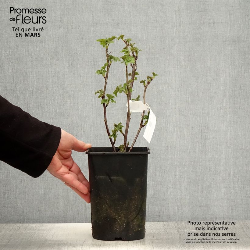 Spécimen de Groseillier à grappes blanches Zitavia Pot de 2L/3L, Touffe tel que livré au printemps