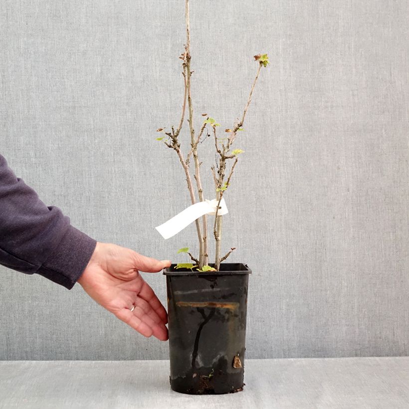 Spécimen de Groseillier à grappes blanches Zitavia Pot de 2L/3L, Touffe tel que livré en automne