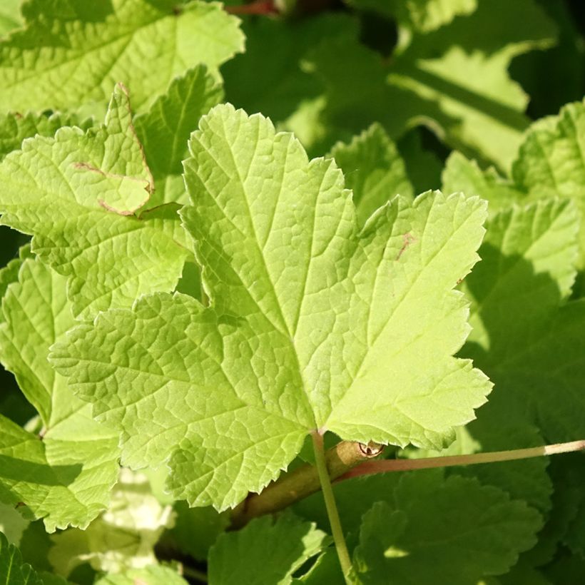 Groseillier à grappes Jonkheer van Tets (Foliage)
