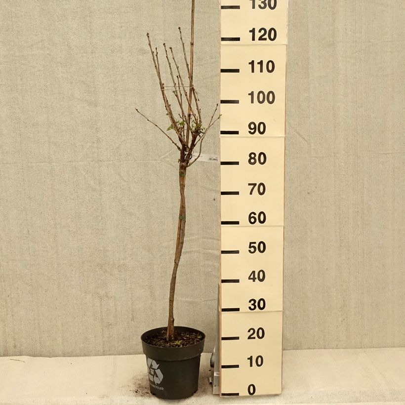 Spécimen de Groseillier à grappes Rolan Pot de 6L/7L, Tige, Tige de 40 tel que livré au printemps