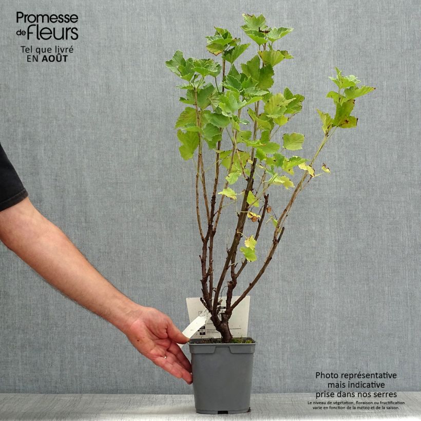 Spécimen de Groseillier à grappes rouges Delbard Giganta - Ribes rubrum Pot de 2L/3L tel que livré en été