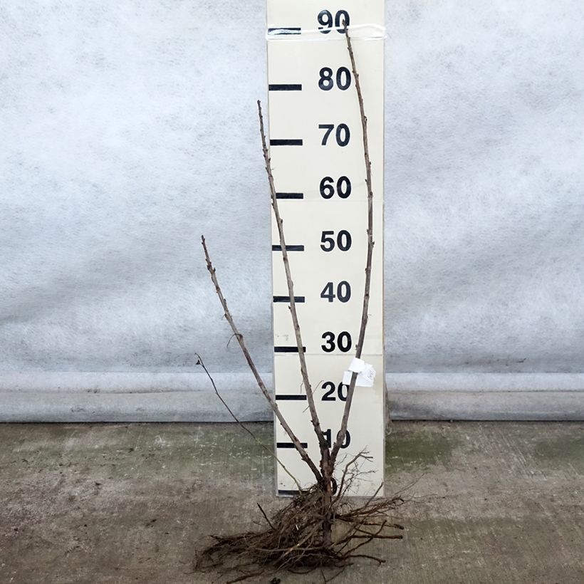 Example of Groseillier à grappes rouges Delbard Giganta - Ribes rubrum Racines nues, Buisson as you get in hiver