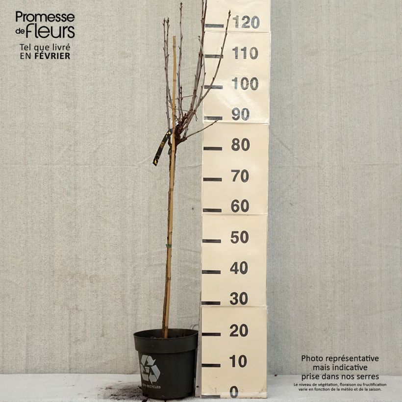 Spécimen de Groseillier à grappes rouges Ribest Babette Pot de 6L/7L, Tige, Tige de 40 cm tel que livré en hiver