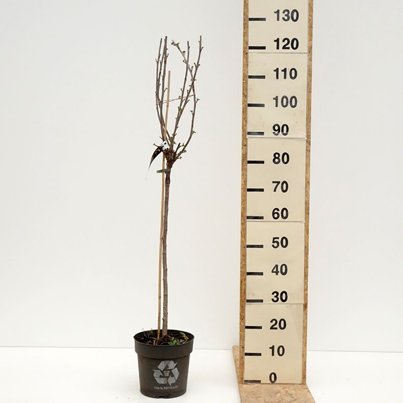 Spécimen de Groseillier à grappes rouges Ribest Babette Pot de 6L/7L, Tige, Tige de 40 cm tel que livré au printemps