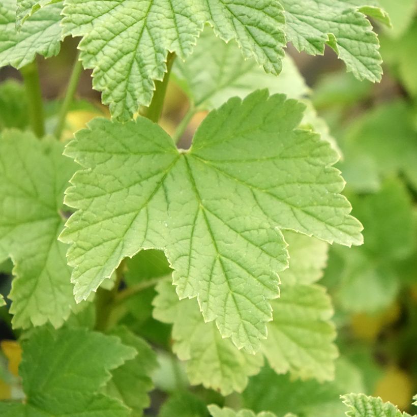 Groseillier à grappes rouges Ribest Lisette (Foliage)