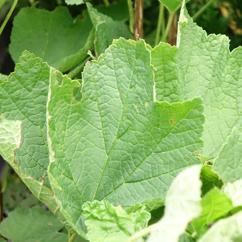 Groseillier à grappes rouges Ribest Sonette (Feuillage)