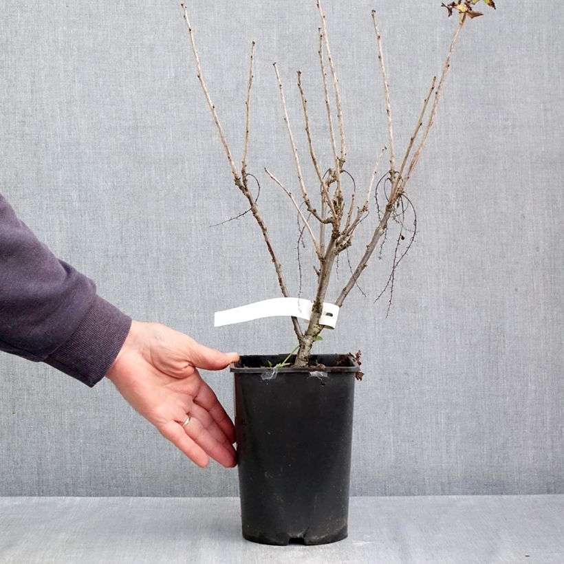 Spécimen de Groseillier à grappes rouges Rosetta Pot de 2L/3L, Touffe tel que livré en automne