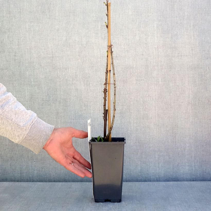Spécimen de Groseillier à grappes rouges Versaillaise - Ribes rubrum Pot de 4L/5L tel que livré au printemps