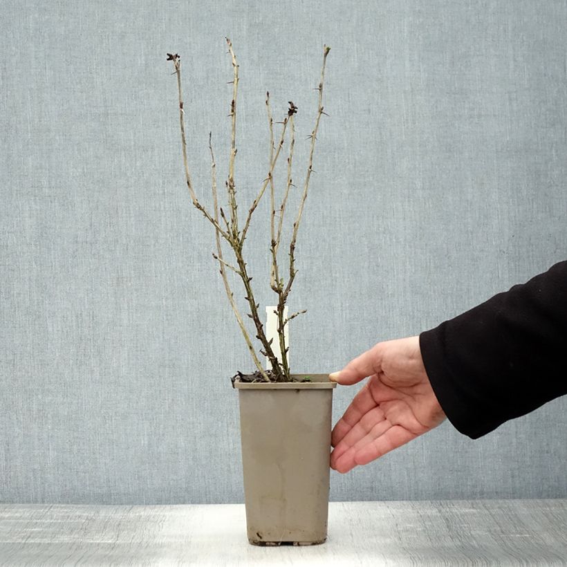 Spécimen de Groseillier à maquereaux Easycrisp Mr Green - Ribes uva-crispa  Pot de 1,5L/2L tel que livré en automne