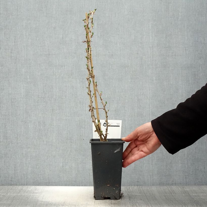 Example of Groseillier à maquereaux Invicta  Pot de 1,5L/2L as you get in printemps