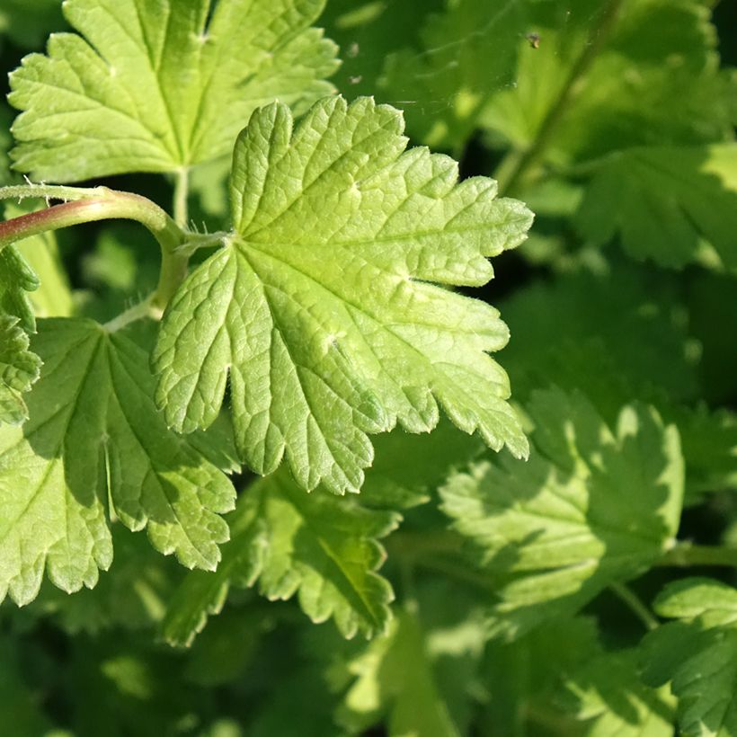 Groseillier à maquereaux Captivator (Feuillage)