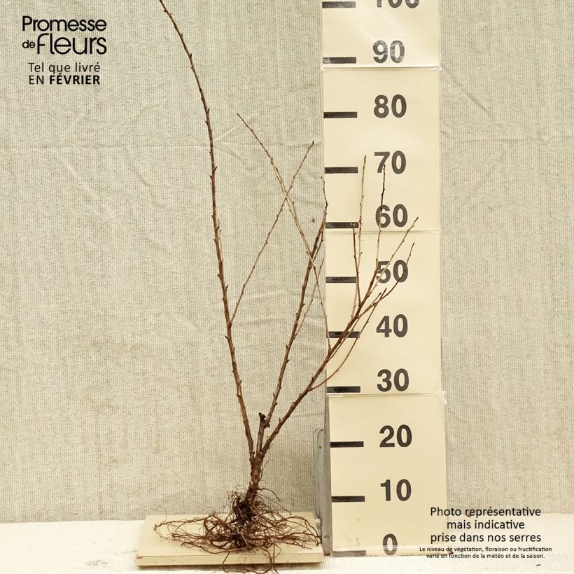 Spécimen de Groseillier à maquereaux Captivator Racines nues, Buisson tel que livré en hiver