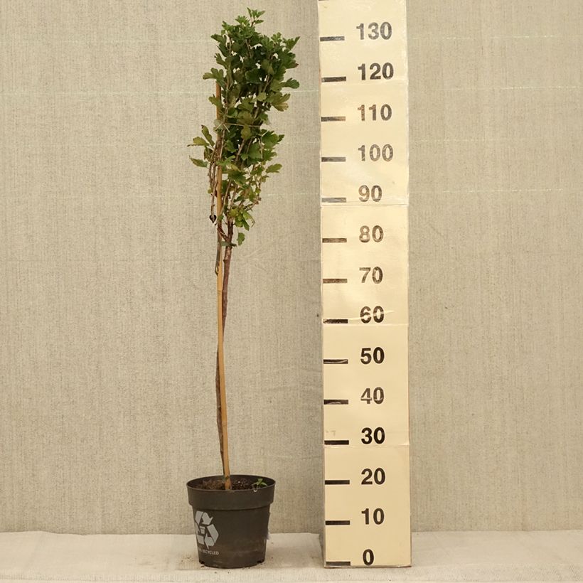 Spécimen de Groseillier à maquereaux Crispa Darling - Ribes uva-crispa Pot de 6L/7L, Tige, Tige de 40 cm tel que livré en automne