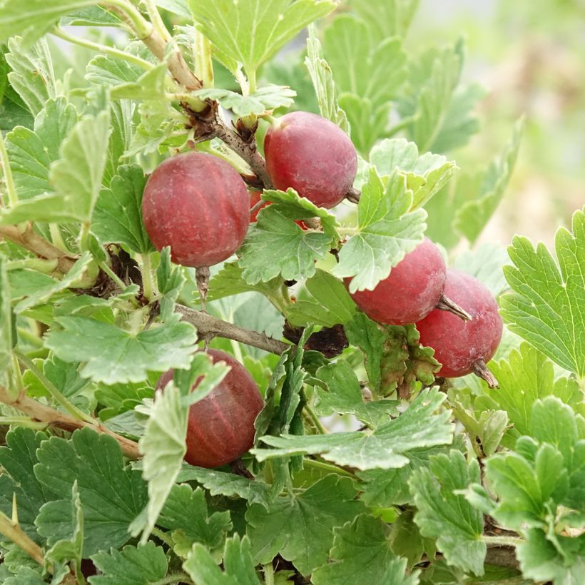 Groseillier à maquereaux Crispa Darling - Ribes uva-crispa (Récolte)