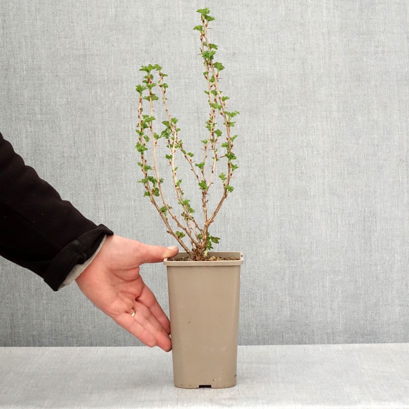 Spécimen de Groseillier à maquereaux Crispa Nibbling Pot de 1,5L/2L, Touffe tel que livré au printemps
