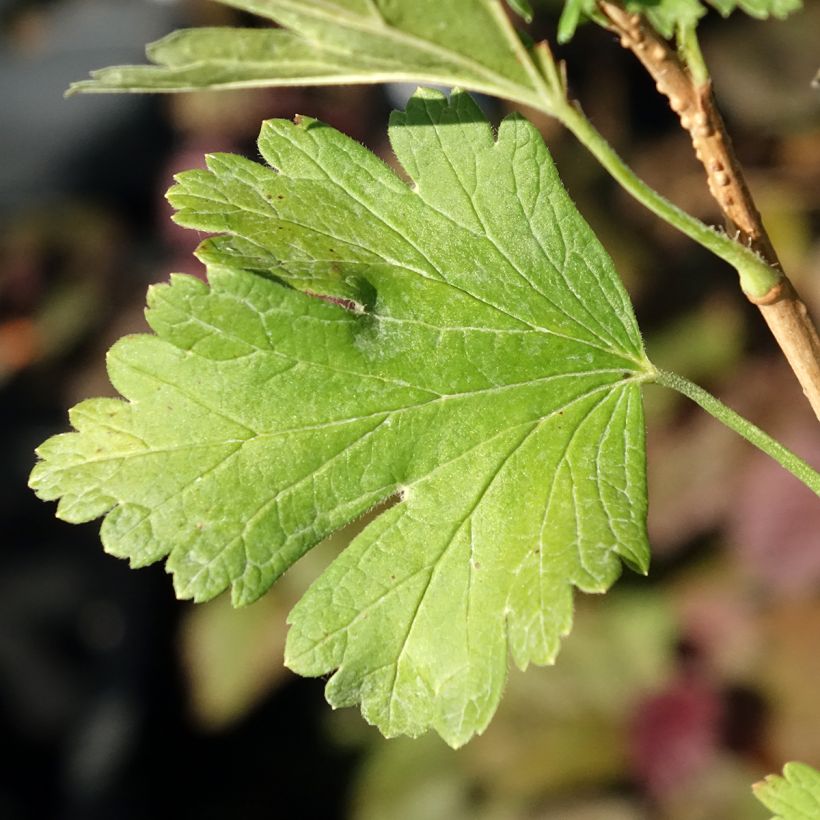 Groseillier à maquereaux Easycrisp Lady Late - Ribes uva-crispa (Feuillage)