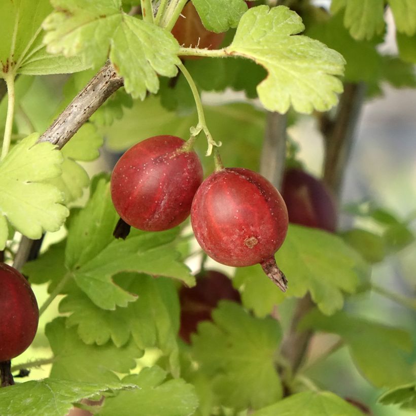 Groseillier à maquereaux Easycrisp Lady Late - Ribes uva-crispa (Récolte)