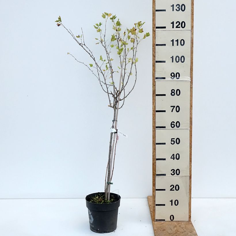 Spécimen de Groseillier à maquereaux Easycrisp Lady Late - Ribes uva-crispa Pot de 6L/7L, Tige, Tige de 40 cm tel que livré en automne