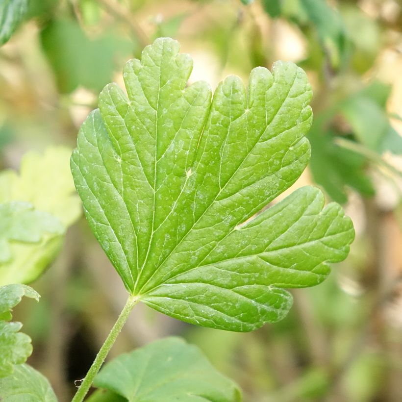 Groseillier à maquereaux Easycrisp Mme Sansouci (Feuillage)