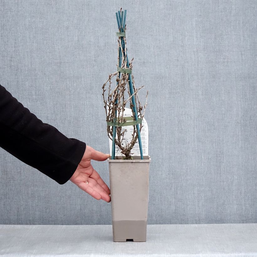 Spécimen de Groseillier à maquereaux Freedonia  Pot de 1,5L/2L tel que livré au printemps
