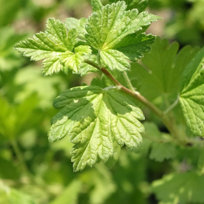 Groseillier à maquereaux Freedonia  (Feuillage)