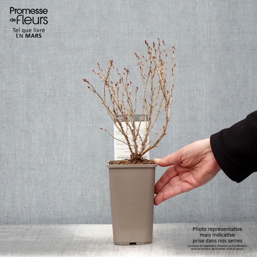 Spécimen de Groseillier à maquereaux Hinnonmaki Yellow - Ribes uva-crispa  Pot de 1,5L/2L tel que livré au printemps