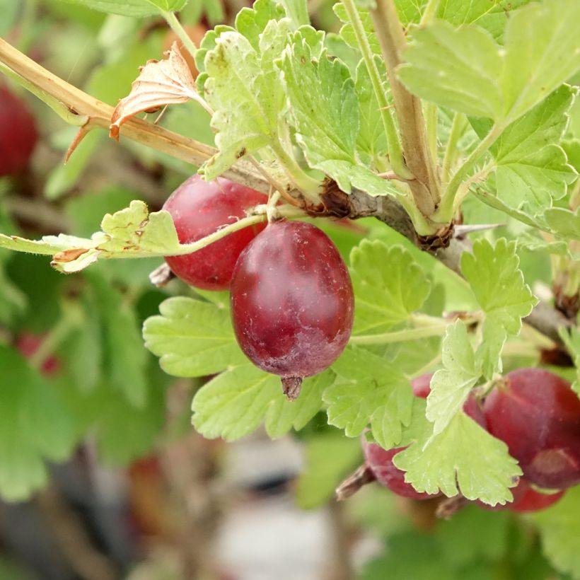 Groseillier à maquereaux Hinnonmaki rouge (Récolte)