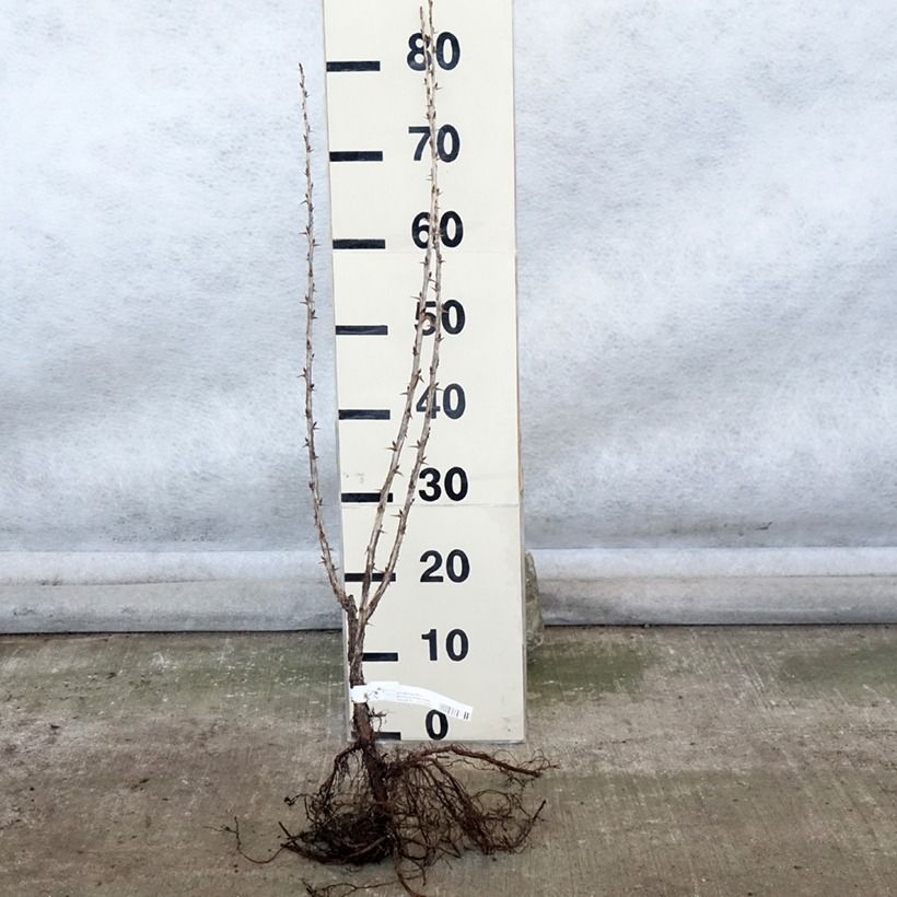 Spécimen de Groseillier à maquereaux Hinnonmaki rouge Racines nues, Buisson tel que livré en hiver