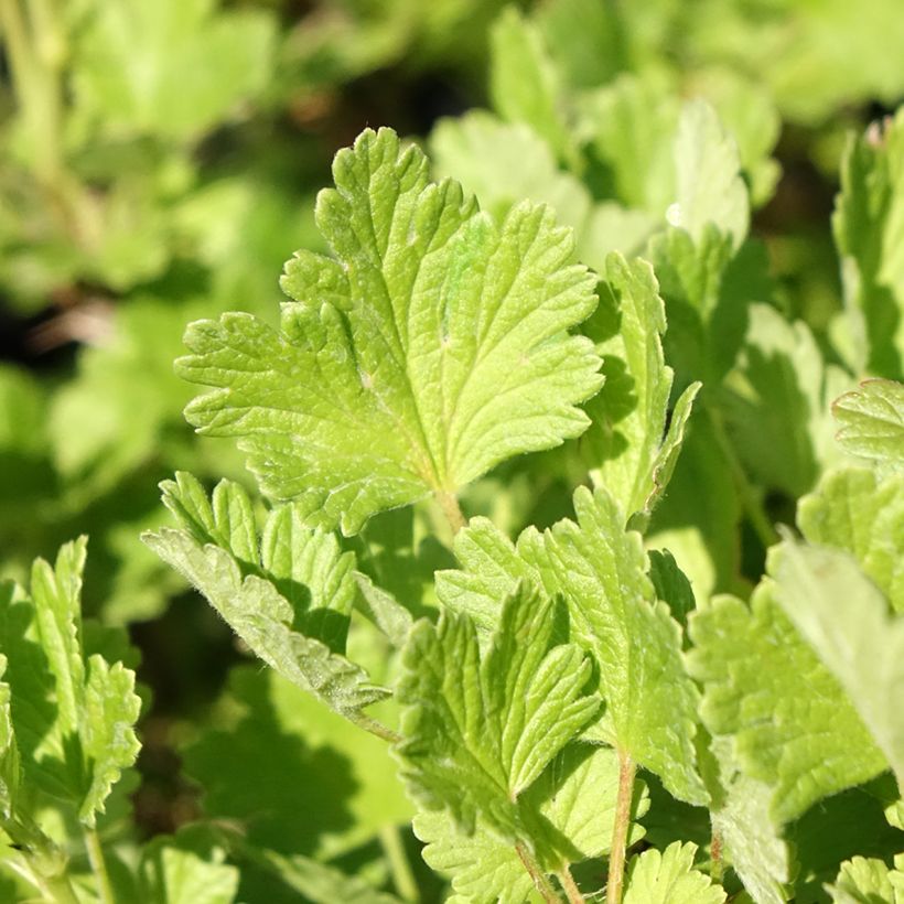 Groseillier à maquereaux Hinnonmaki vert (Feuillage)