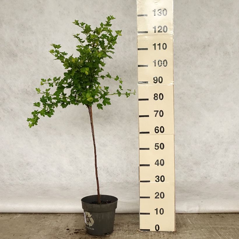 Spécimen de Groseillier à maquereaux Mucurines - Ribes uva-crispa Pot de 6L/7L, Tige, Tige de 40 cm tel que livré au printemps
