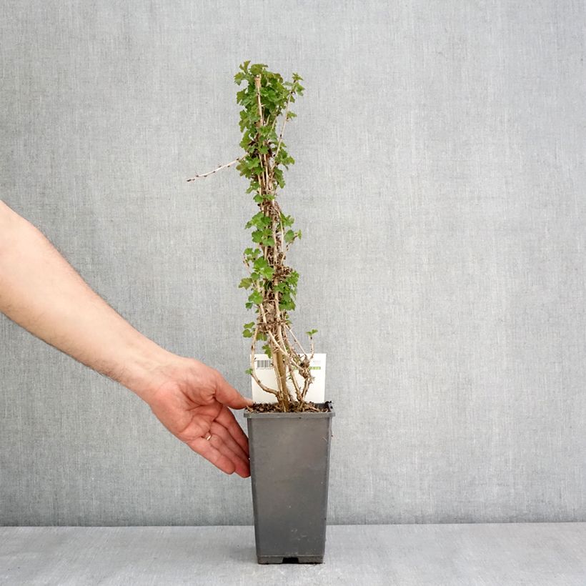 Spécimen de Groseillier à maquereaux Tatjana - Ribes uva-crispa Pot de 1,5L/2L, Touffe tel que livré au printemps