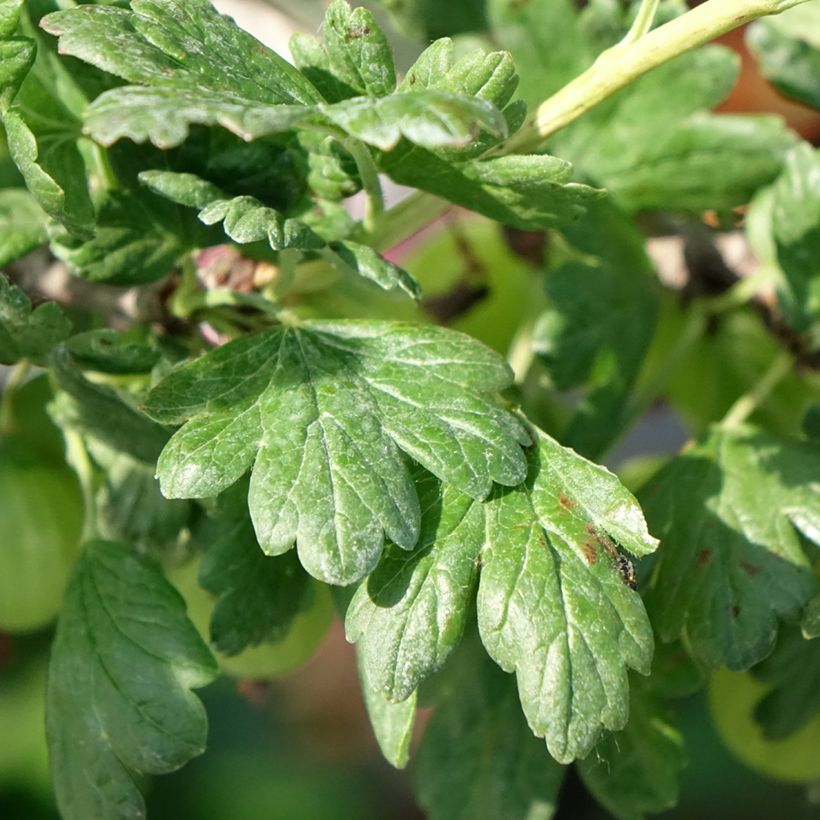 Groseillier à maquereaux Tatjana - Ribes uva-crispa (Feuillage)