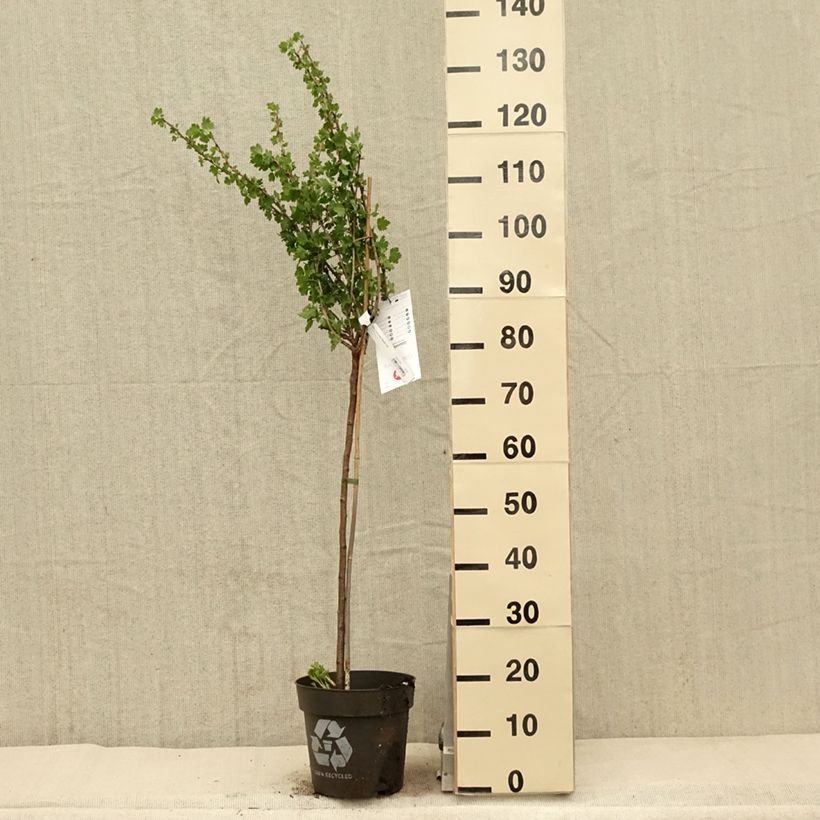 Spécimen de Groseillier à maquereaux Tatjana - Ribes uva-crispa Pot de 6L/7L, Tige, Tige de 40 cm tel que livré au printemps