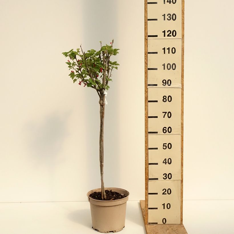 Spécimen de Groseillier raisin Agate Rouge - Georges Delbard Pot de 7,5L/10L, 1/4 de tige, Quart de tige tel que livré en été
