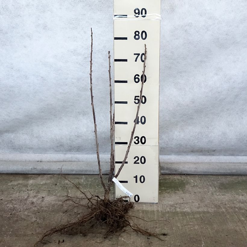 Spécimen de Groseillier Red Lake Améliorée - Georges Delbard Racines nues, Buisson tel que livré en hiver