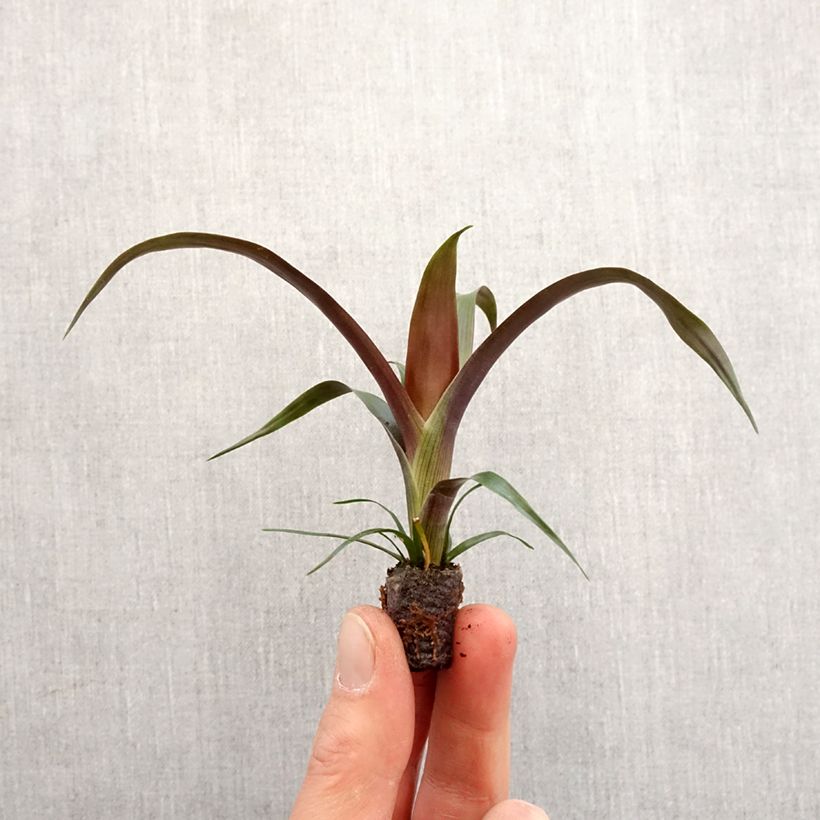 Example of Guzmania Akabar Mini-plante as you get in printemps