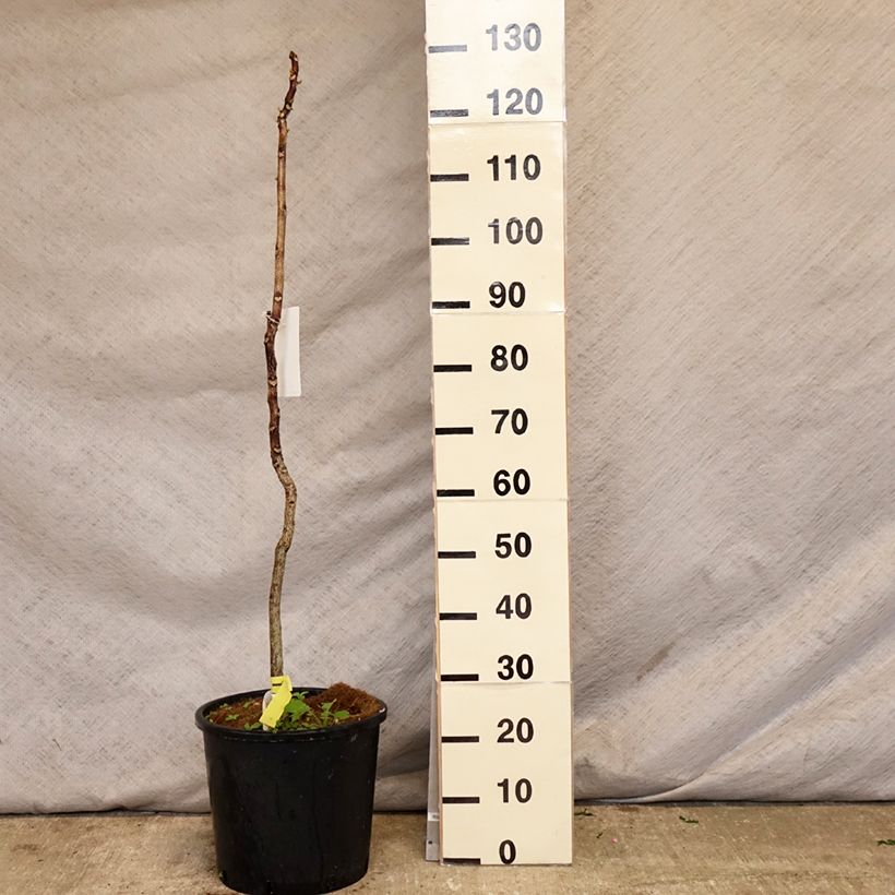 Spécimen de Gymnocladus dioica - Chicot du Canada Pot de 12L/15L tel que livré au printemps