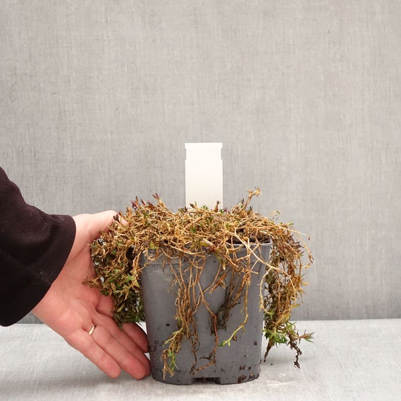 Spécimen de Gypsophila repens Rosa Schönheit - Gypsophile rampant Pot de 2L/3L tel que livré en hiver